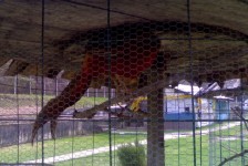 babino_10_20090807_1778449749