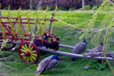 babino_1_20090807_1429386550